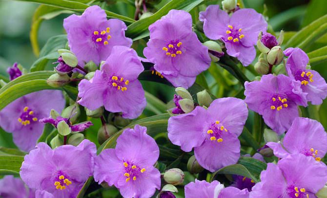 Цветение традесканции достаточно обильное