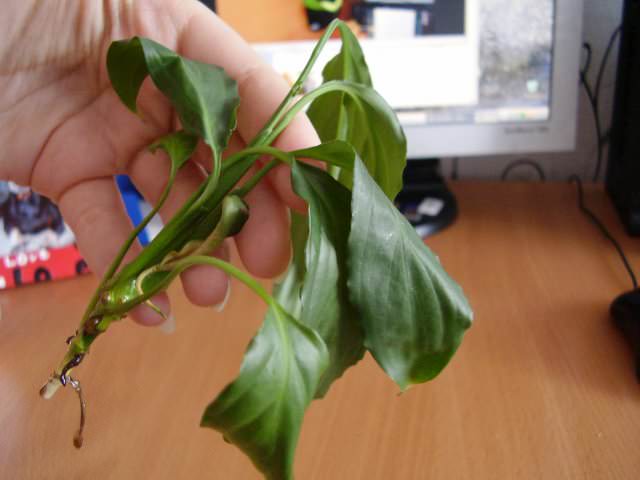 Окорененные черенки Spathiphyllum следует высаживать в индивидуальные посадочные емкости или специальную тепличку