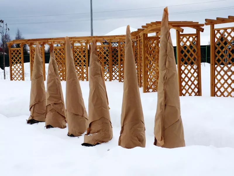 В первые годы сооружайте для туи парники