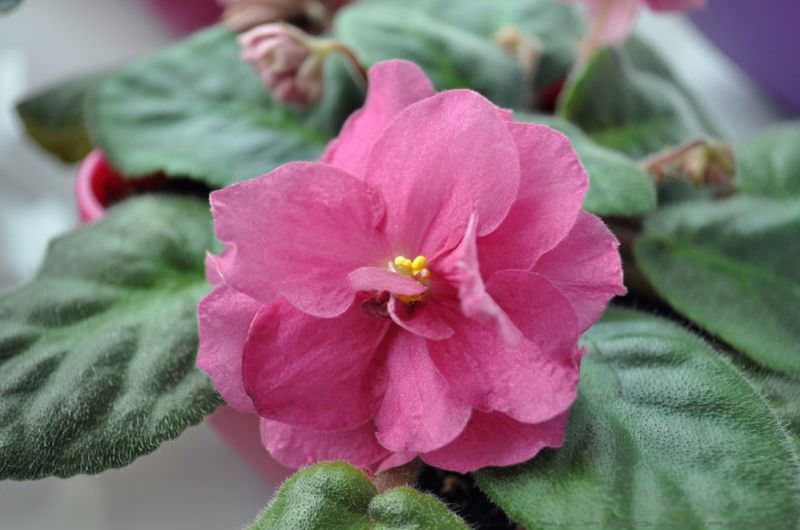 Цветки сенполии полумахрового типа, представленные парой полноценных рядов лепестков