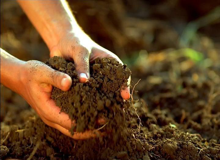 Лучше всего щавель растёт и развивается на супесчаных или суглинистых грунтах, а также участках, представленных торфяными почвами