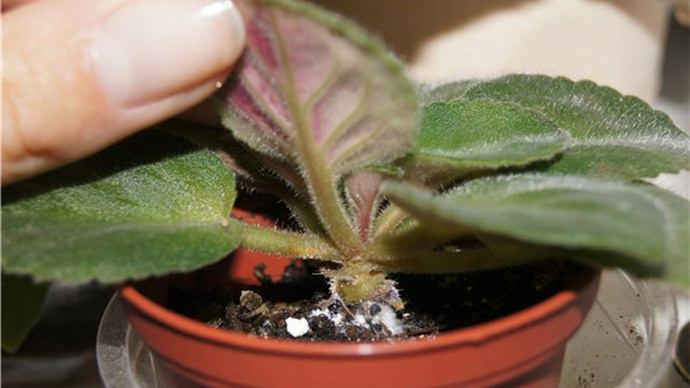 Для уничтожения мучнистого червеца подойдет любой инсектицидный препарат