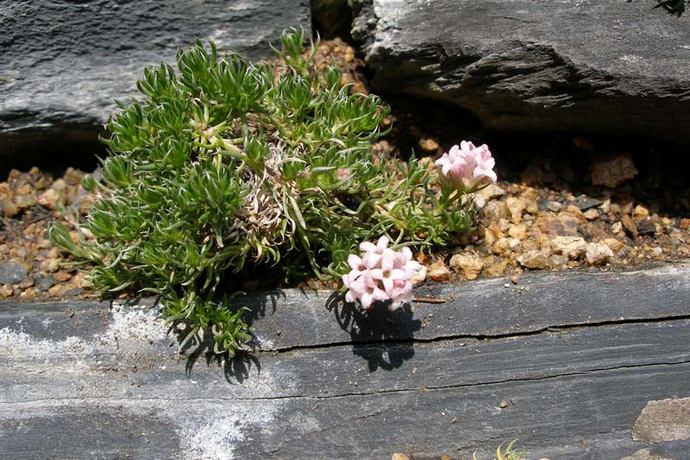 Пеперомия асперула