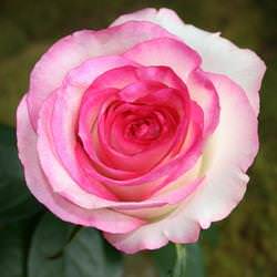 Роза Дольче Вита уже давно стала всеобщей любимицей во многих странах