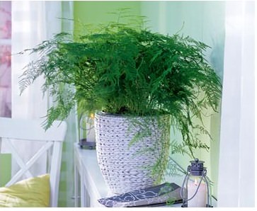 Спаржа (аспарагус): описание растения, полезные свойства, разновидности, выращивание в домашних условиях, возможные проблемы