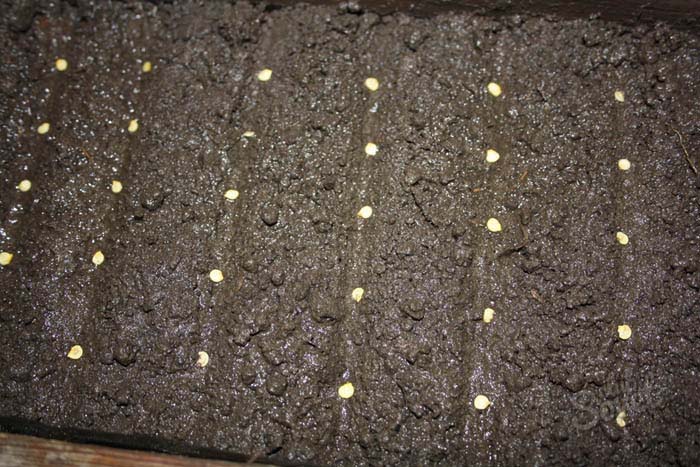 Семена аккуратно раскладываются на предварительно увлажненный грунт ровными рядками, расстояние между которыми должно составлять около 5 см