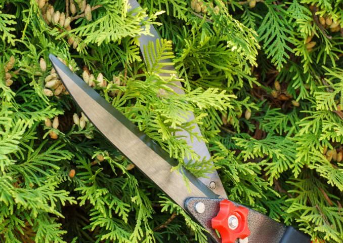 Чем больше побегов вы состригаете, тем пышнее становится туя