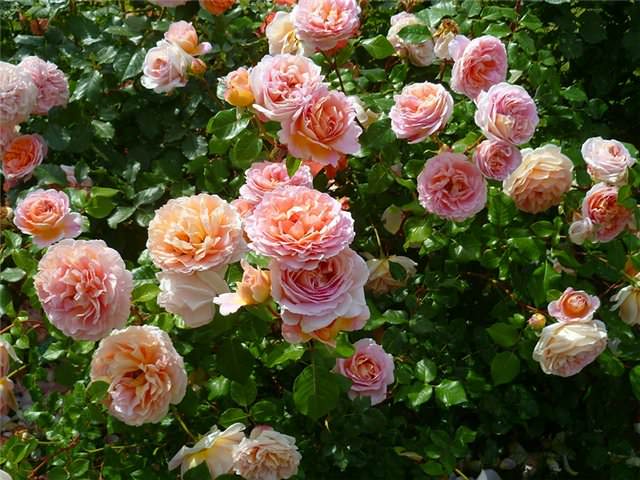 Парковая роза Абрахам Дерби по праву считается одним из красивейших и популярных сортов, выведенных английским селекционером Дэвидом Остином