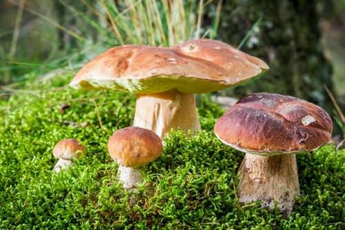 Лесные грибы достаточно часто в последние годы культивируются на приусадебных территориях