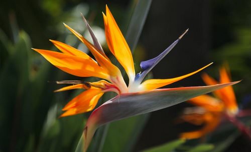 Стрелиция: особенности выращивания райского цветка в домашних условиях и саду