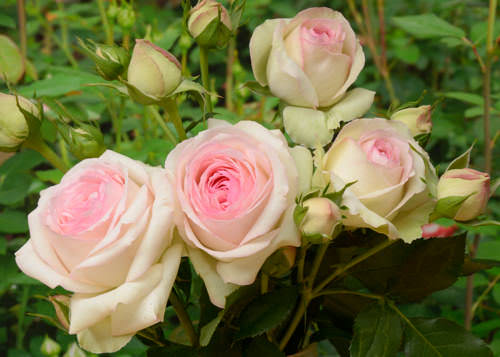 Роза Опен Армс: особенности и характеристика сорта