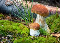 В начале июля на территории нашей страны появляется большое количество разновидностей грибов