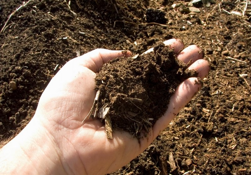 Правильно подготовленный субстрат служит залогом успеха в таком деле, как выращивание шампиньонов