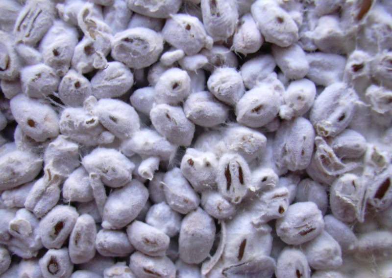 Cледует на место будущей грибницы поселить мицелий гриба. Его в условиях стерильности способны выращивать только специализированные лаборатории