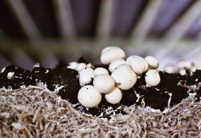 Ожидать появления первых плодов можно через 3,5 месяца