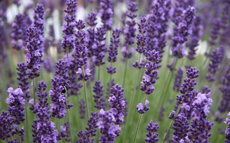 Замечательным обрамлением для солнечного цветника в саду станет лаванда