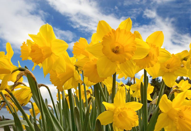Нарциссы - безупречный вариант для солнечных мест в саду
