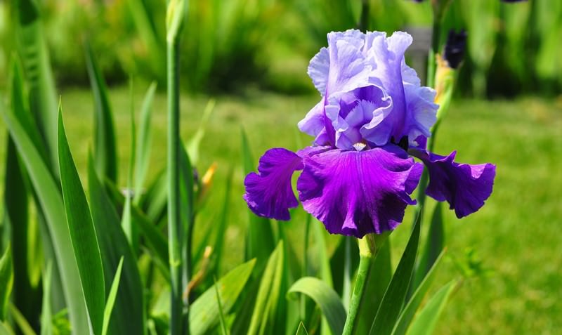 Ирисы - цветы, обладающие сладко-медовым запахом, который манит садоводов