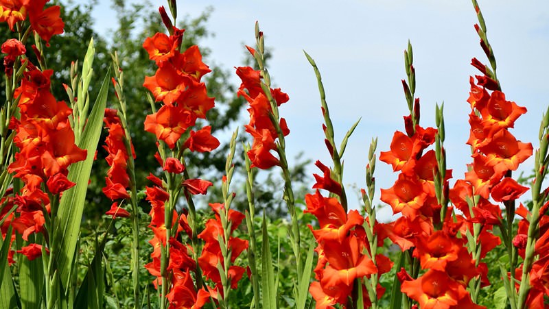 Еще одним представителем семейства ирисовых является гладиолус