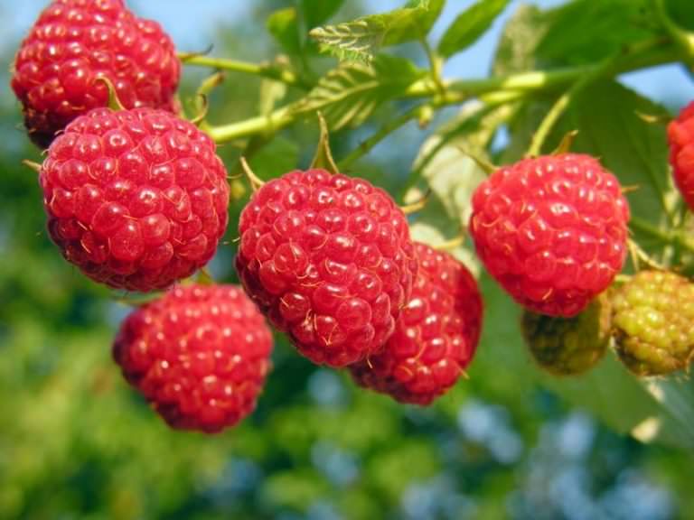 Сорт Таганка является высокоурожайным: при качественном уходе с одного растения можно получить не менее 5 кг товарной ягоды
