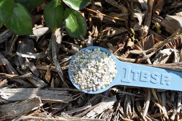 Для молодых и малопродуктивных розовых кустов достаточно осуществлять пару подкормок в течение периода вегетации