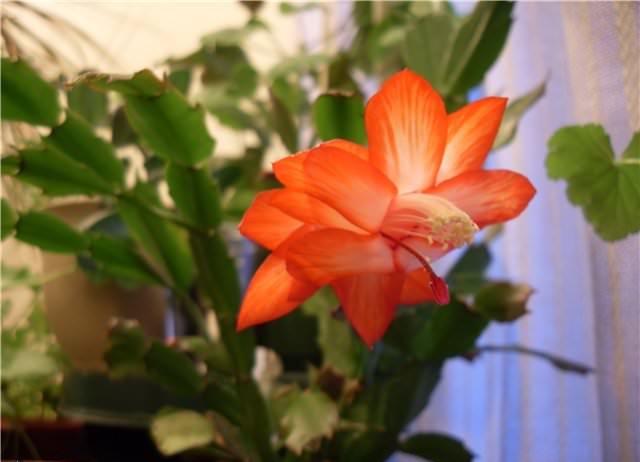 В период цветения, например, горшок нежелательно даже поворачивать, не говоря уже о перестановке в другое место