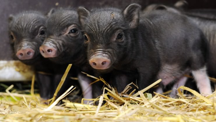 Уход за поросятами с первых минут жизни обеспечивает успех в их дальнейшем разведении
