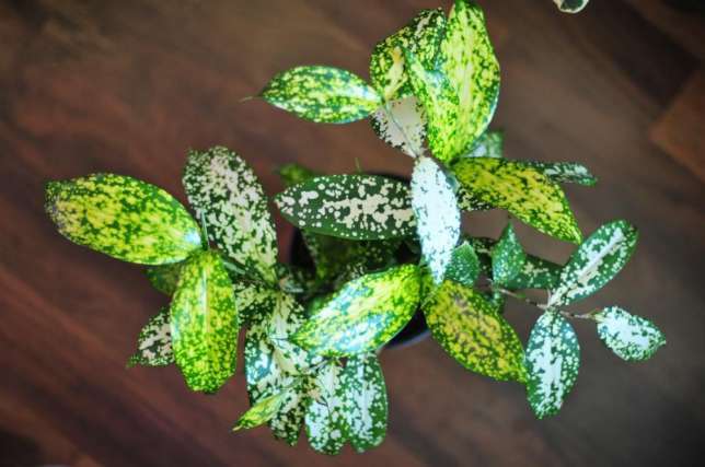 Листва сорта Florida Beauty похожа на листву диффенбахии и отличается острыми верхушками и кремовыми пятнами