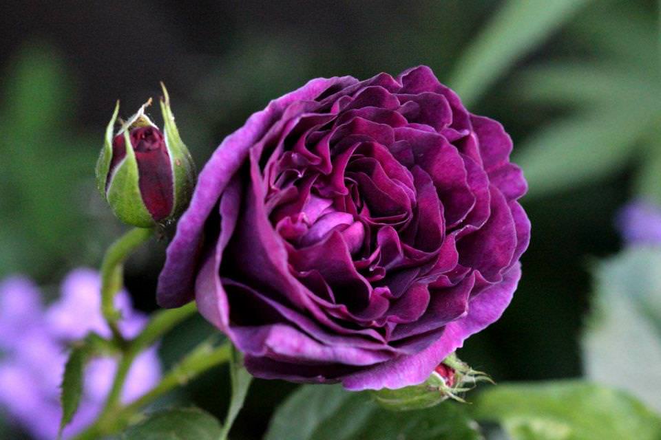 Хорошо известный бельгийский сорт Минерва относится к линейке синецветковых роз с красиво уложенными лепестками в цветках старинной формы