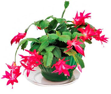 Зигокактус является коренным обитателем тропических лесов Центральной и Южной Америки