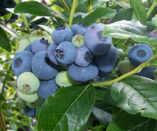Голубика универсальная ягода, ее можно кушать свежей или использовать для замораживания или консервирования
