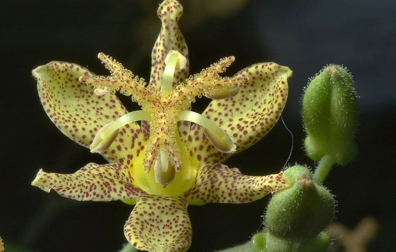 Трициртис: как вырастить садовую орхидею