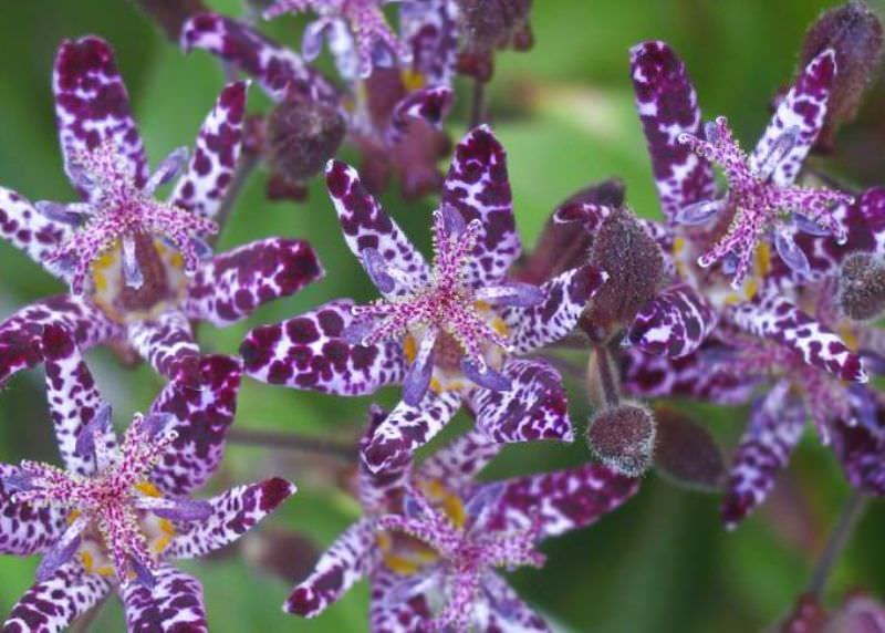 Трициртис: как вырастить садовую орхидею