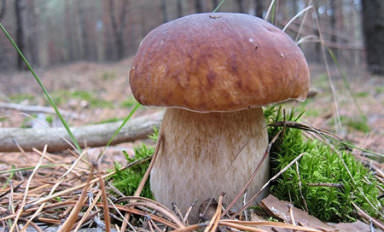 Трубчатые грибы относятся к группе базидиальных высших грибов