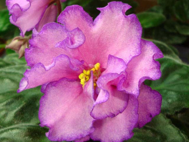 Королева бала