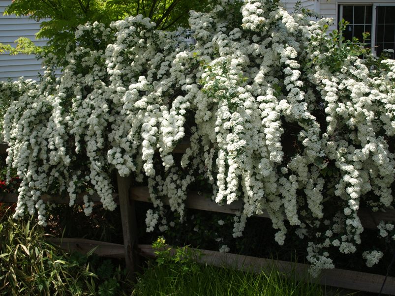 Цветение у Вангутты обильное, продолжается в течение 3–5 недель преимущественно весной