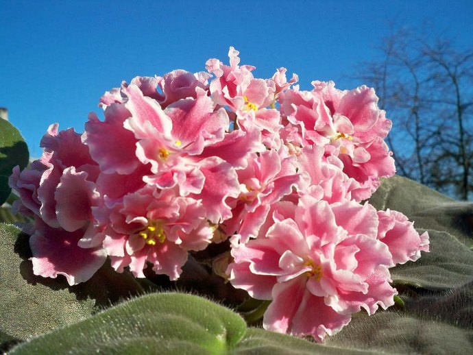 Кудряшка Сью