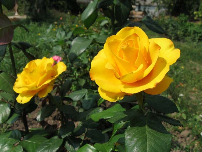 Срезочная роза Керио с успехом выращивается в качестве садовой декоративной культуры в большинстве регионов нашей страны, а также за рубежом