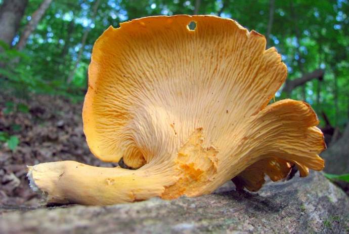 Характерная особенность лисички настоящей представлена практически полным отсутствием в мякоти червей и личинок