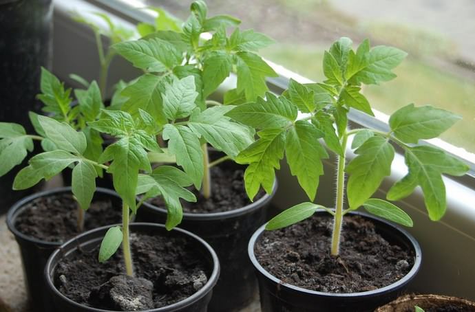 Наиболее удобен рассадный способ выращивания томатов Волгоградские