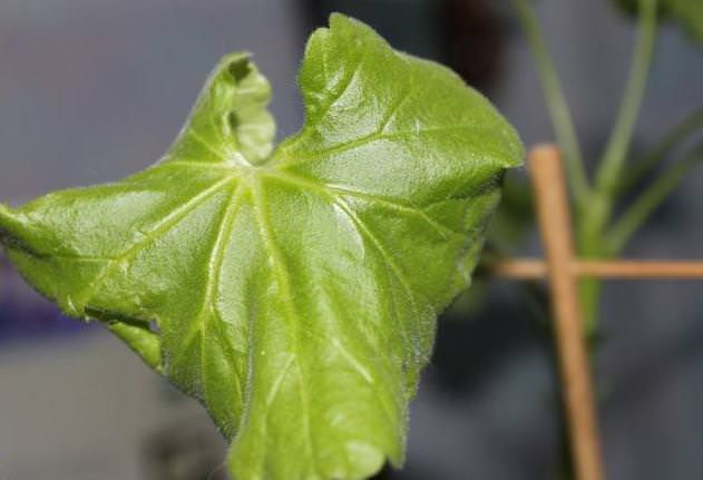 Если листья пеларгонии начали закручиваться внутрь, то это может быть свидетельством нарушения баланса минеральных веществ