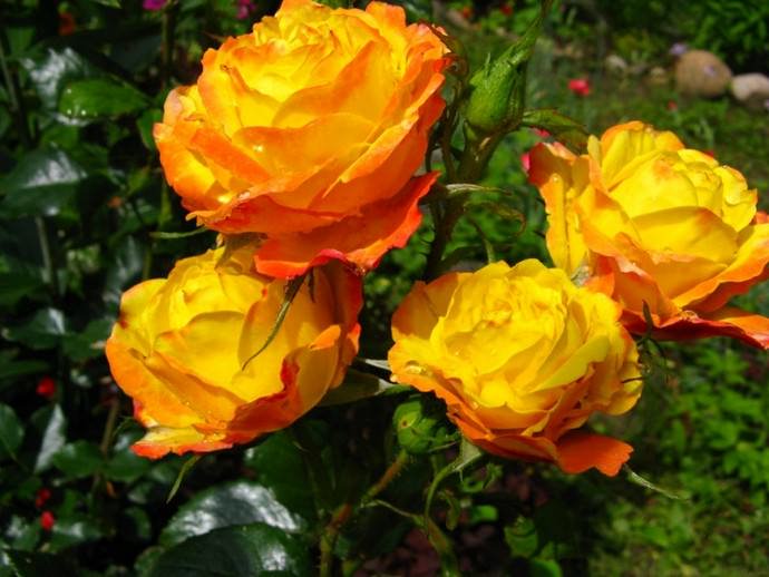Для обильного цветения сорта Румба требуется посадка на участках с хорошим освещением