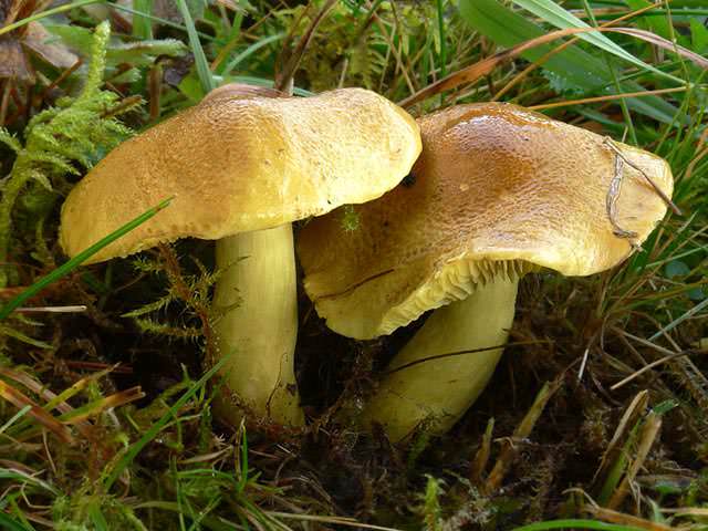 Зеленушка является грибом, относящимся к рядовковым