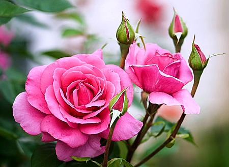 Посадка роз под зиму и правила осеннего ухода за розарием