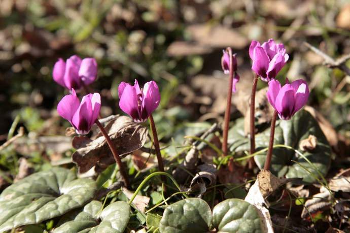Цикламен колхидский (C.colchicum)