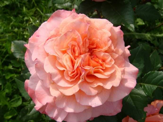 Пик цветения розы Августа Луиза с образованием самых крупных цветов приходится на первую и вторую волну