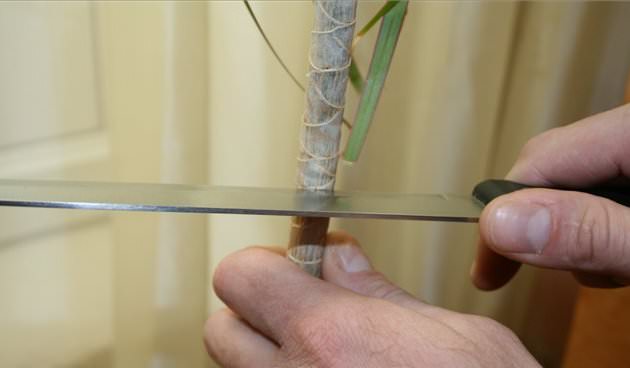 Выполняя первичную обрезку высокорослых драцен, при помощи острого и чистого ножа срезается верхняя часть на растении