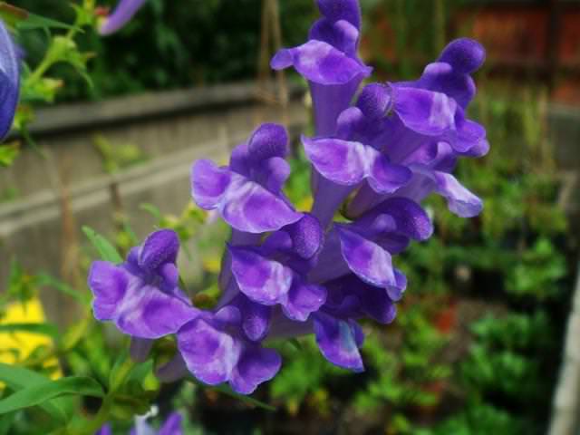 Шлемник обыкновенный, балтийский, алтайский достаточно широко используются в народной и официальной медицине многих стран