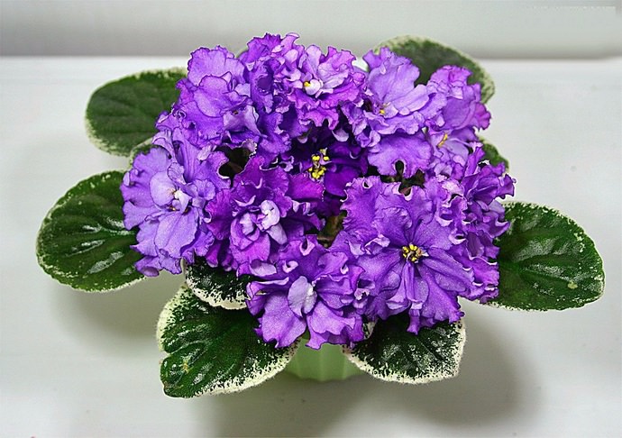 Чтобы узамбарская фиалка быстрее адаптировалось на новом месте, приобретать его следует в конце весны или в начале осени