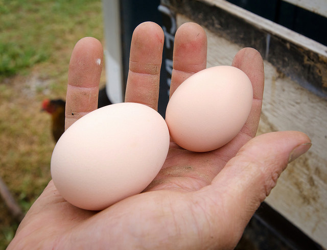 Самое большое количество яиц куры-несушки приносят на первом году жизни